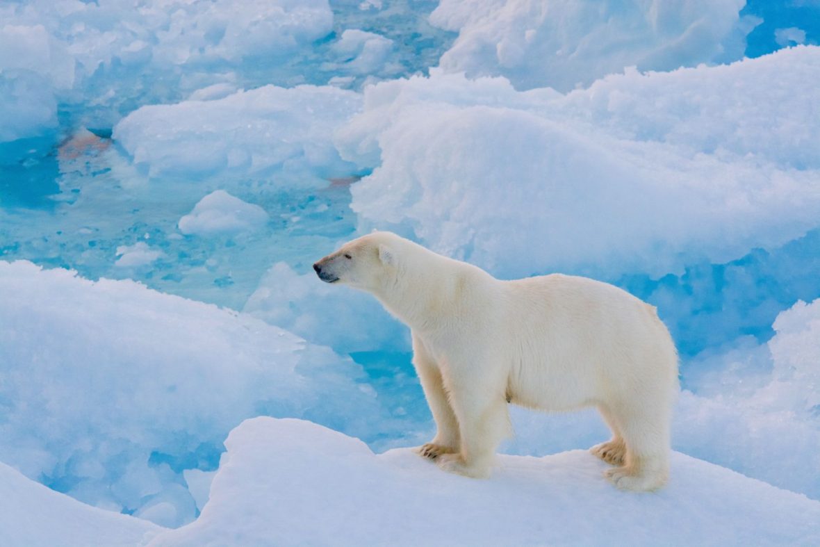 polar-bear-staring-at-ocean-endeavour-adventure-canada