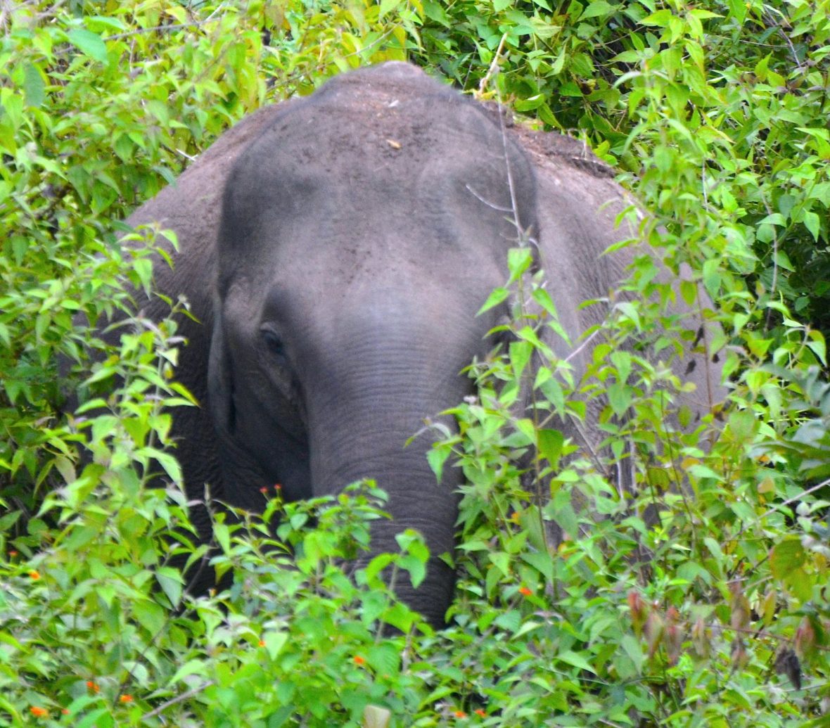 elephant-in-bush-nagarhole-national-park