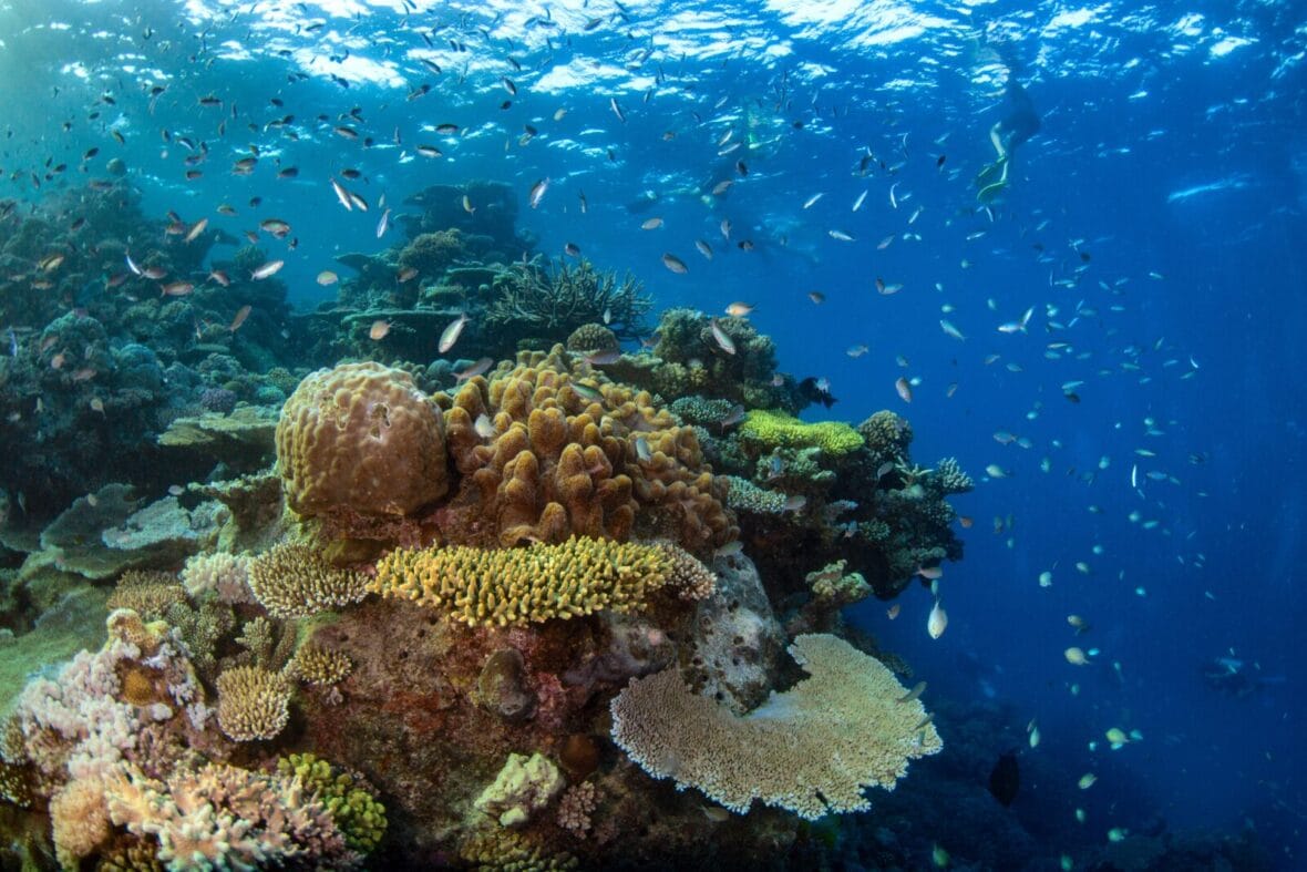 reef encounter australia Coral