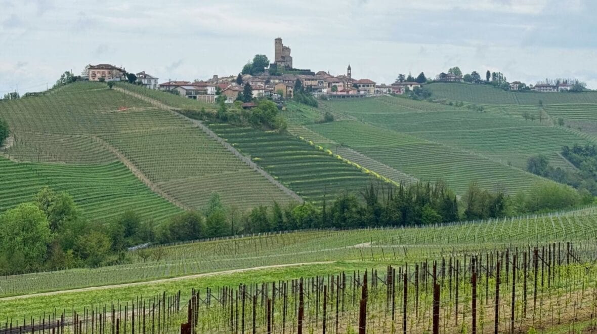 Vineyards and village of Roddino on hilltop