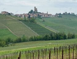 Vineyards and village of Roddino on hilltop