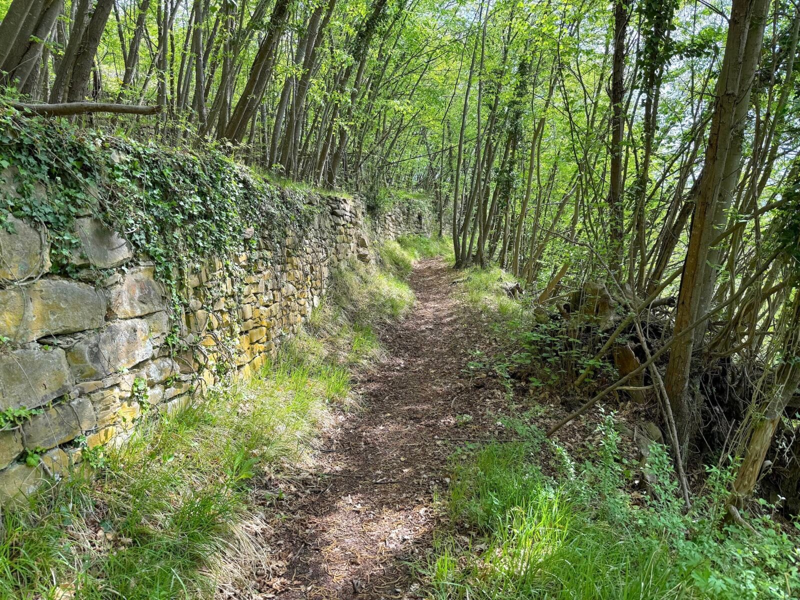 Oak Forests by Cortemilia in Piedmont